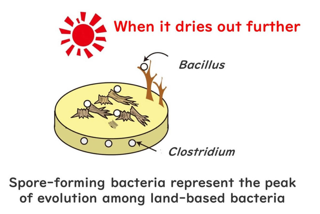 Extremely dry environment in which thermotolerant spore bacteria can survive.