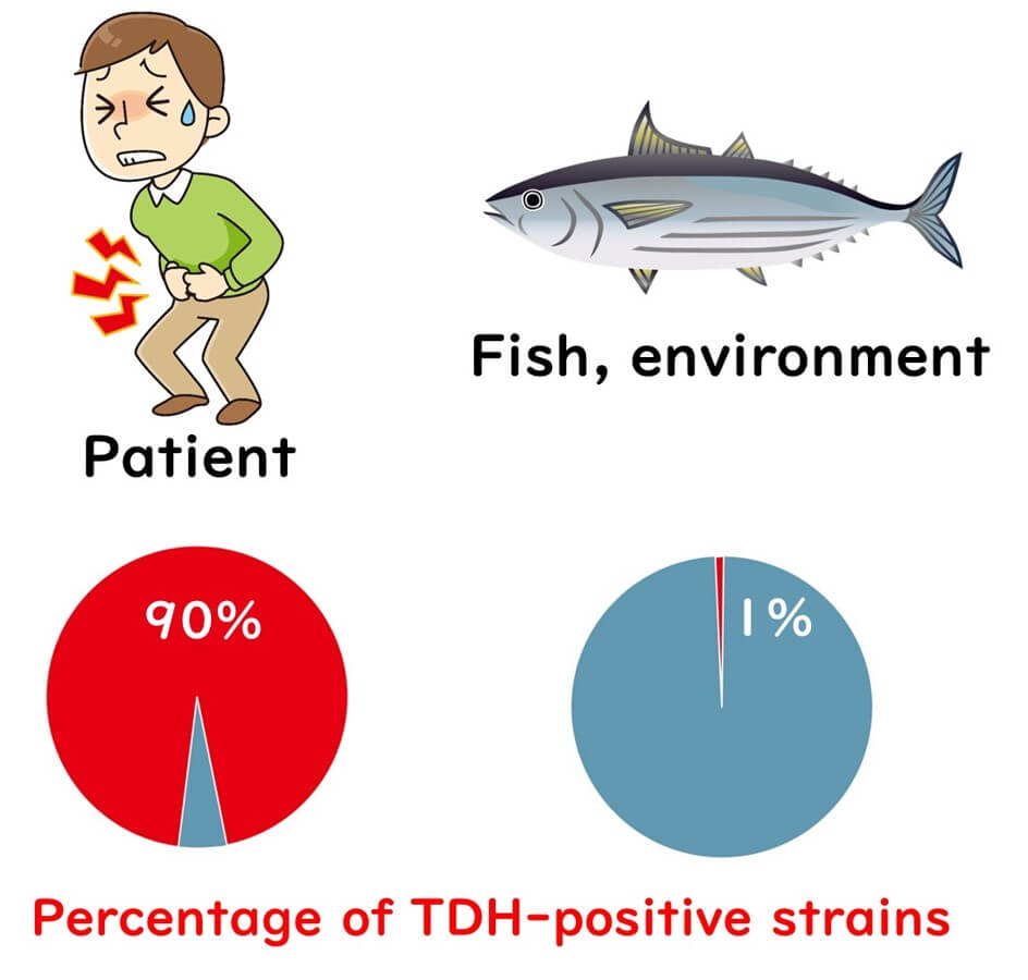 Illustration showing the distribution of TDH-positive Vibrio parahaemolyticus strains, with 90% prevalence in patients and only 1% in the natural environment (fish and water).