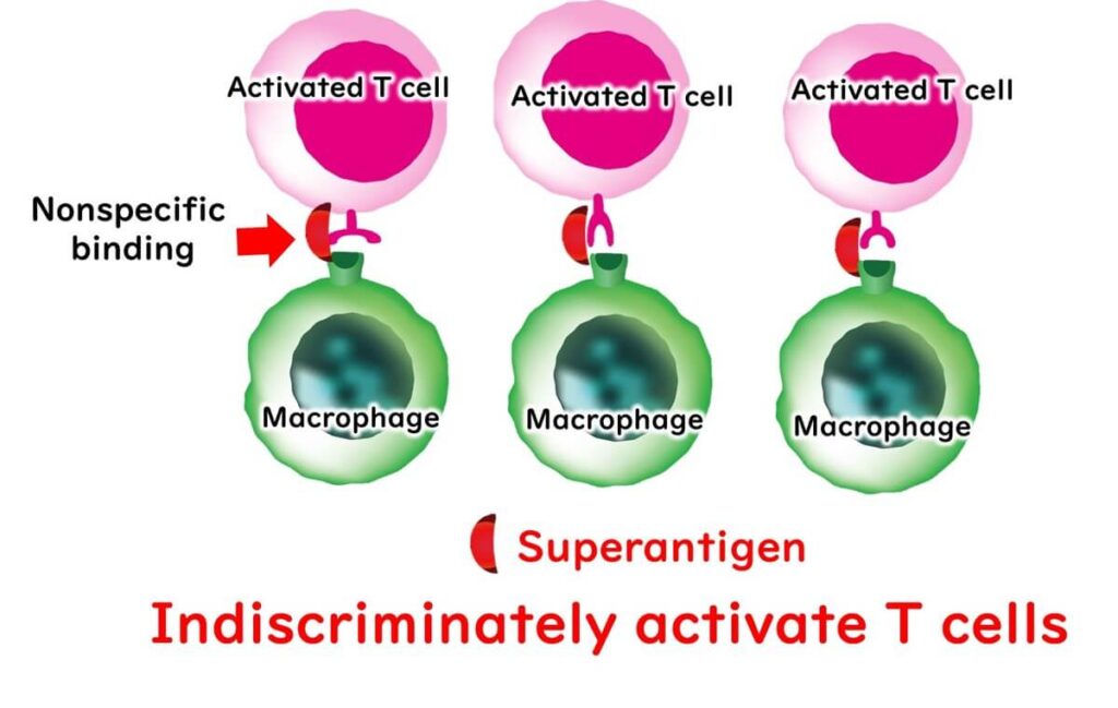How superantigens work.