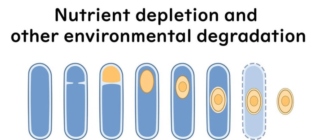 Mechanism of formation of thermostable spores.