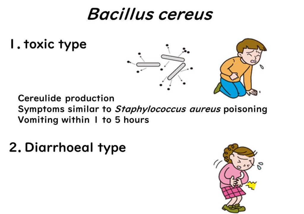 Two patterns of Bacillus cereus food poisoning.