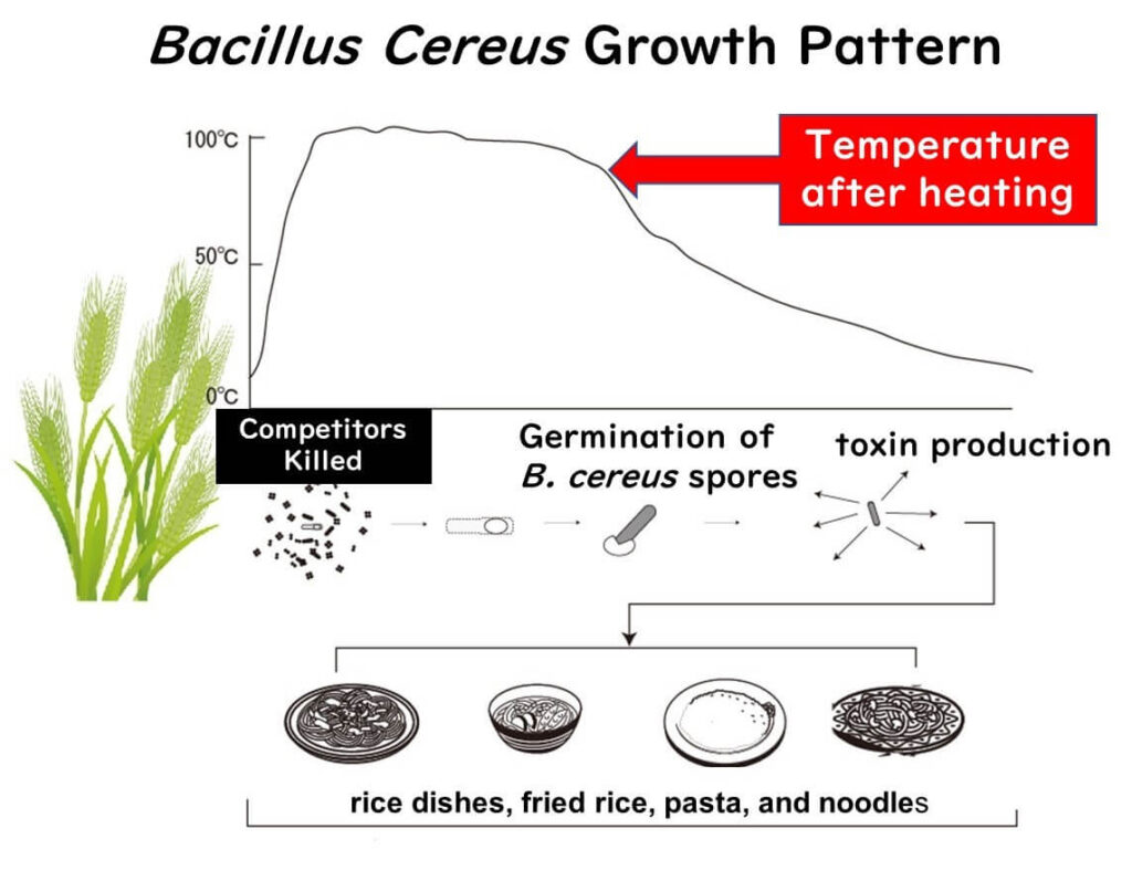 Typical pattern in which Bacillus cereus growth occurs.