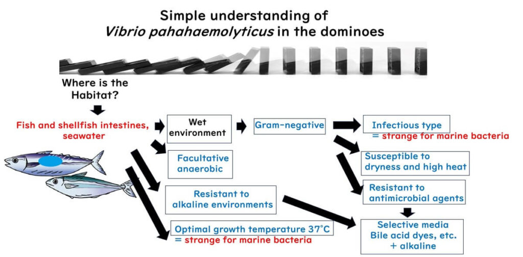 Vibrio parahaemolyticus characteristics illustrated in a domino effect. Habitat includes fish and shellfish intestines and seawater. Displays attributes such as being Gram-negative, facultative anaerobic, and resistant to alkaline environments. It has an optimal growth temperature of 37°C, unusual for marine bacteria. It is susceptible to dryness and heat but resistant to antimicrobial agents, and can be selectively cultured using alkaline media with bile acid dyes.