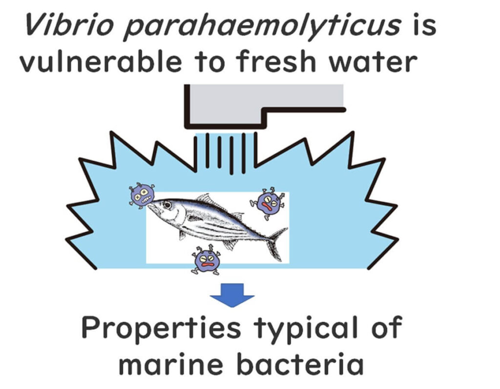 Vibrio parahaemolyticus is vulnerable to fresh water, highlighting a characteristic common among marine bacteria.