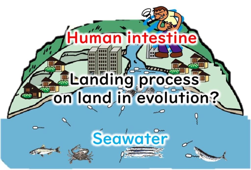 Illustration showing the possible evolutionary transition of Vibrio parahaemolyticus from marine to terrestrial environments, with its habitat shifting from seawater to human intestines.