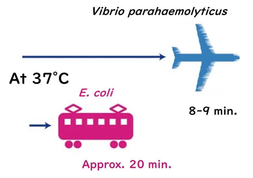 Vibrio parahaemolyticus multiplies rapidly at 37°C, taking approximately 8-9 minutes per division, compared to E. coli, which divides roughly every 20 minutes.