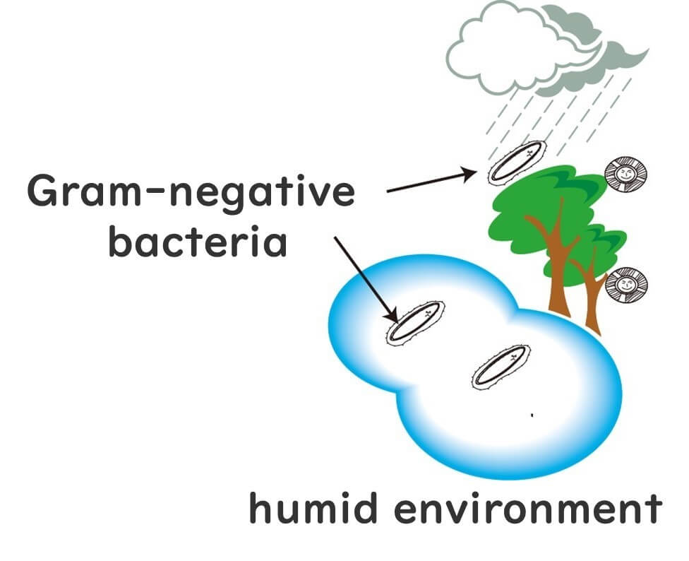 Wet environments favoured by Gram-negative bacteria.