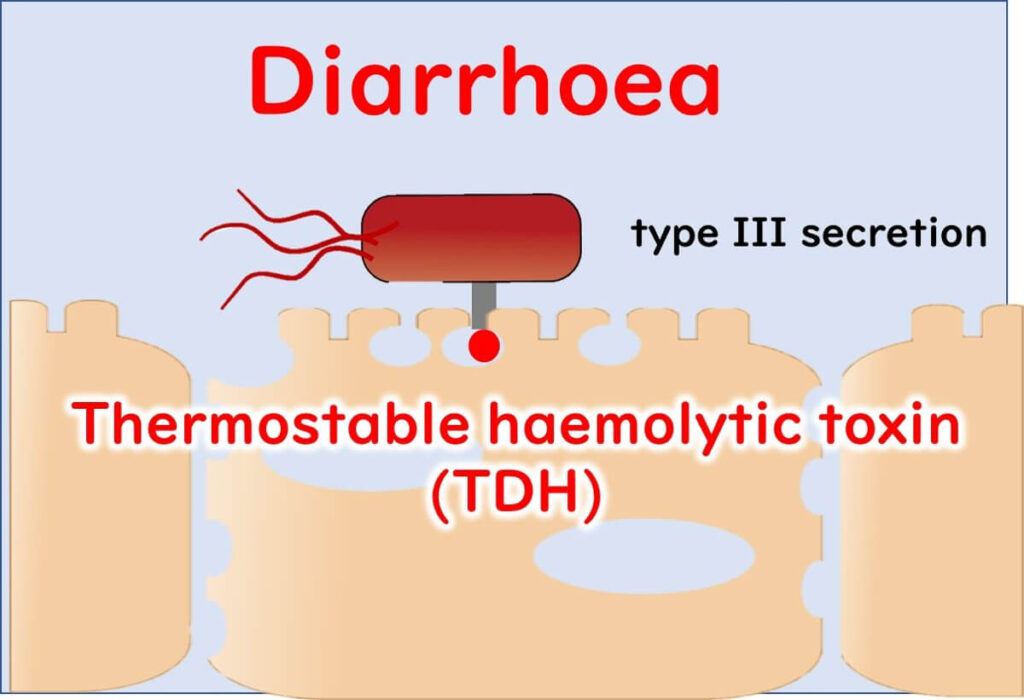 Mechanism of diarrhoea caused by Vibrio parahaemolyticus, showing the Type III secretion system and thermostable haemolytic toxin (TDH) impacting intestinal cells.