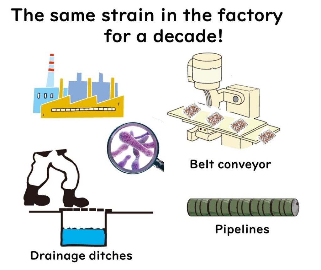 Listeria monocytogenes producing biofilms in factories
