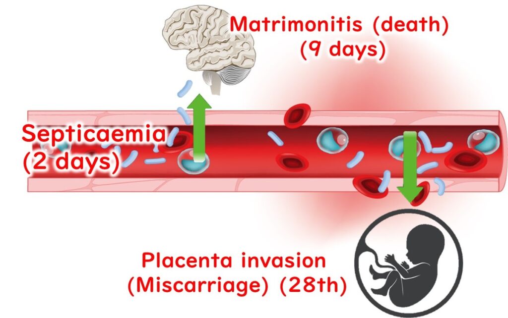 Patterns of septicaemia caused by listeriosis