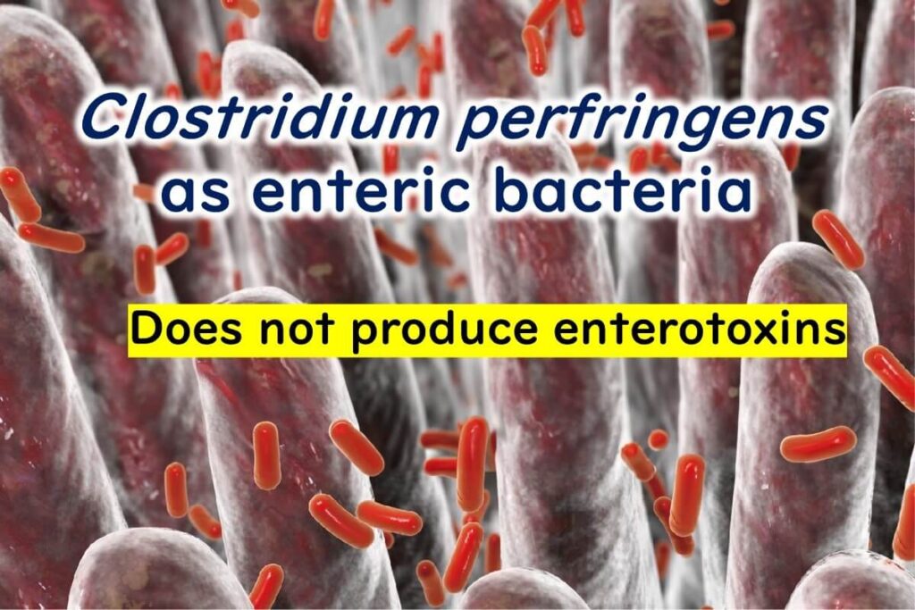 C.perfringens-also-live-in-the-gut-as-commensal-bacteria