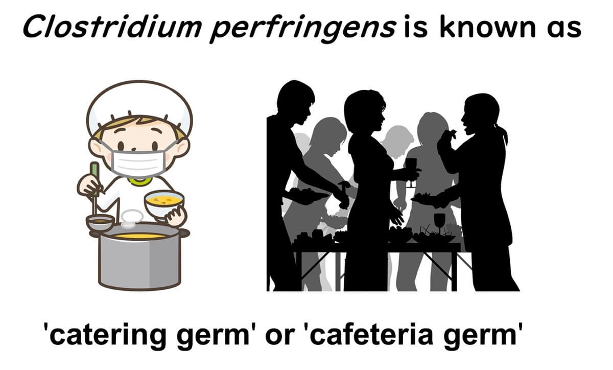 Clostridium perfringens: How to Prevent Food Poisoning from the ...