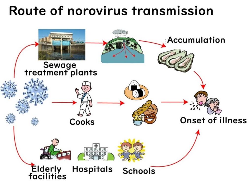 Diagram of norovirus transmission routes: starting from sewage treatment plants, contamination of oysters, food handling by cooks, and spread in facilities like schools, hospitals, and elderly care homes, leading to illness outbreaks.