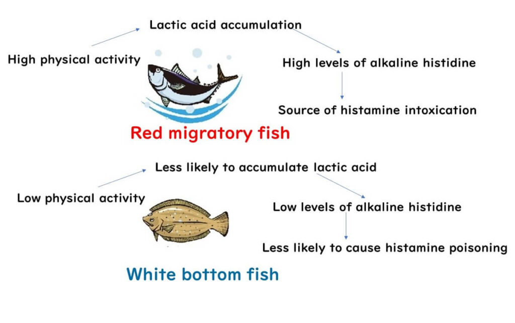 Histidine content varies between fish species