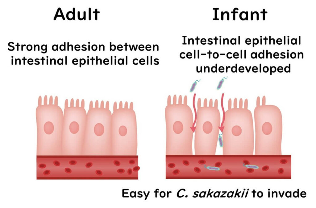 Mechanism of infection of C.sakazakii in intestinal epithelial cells