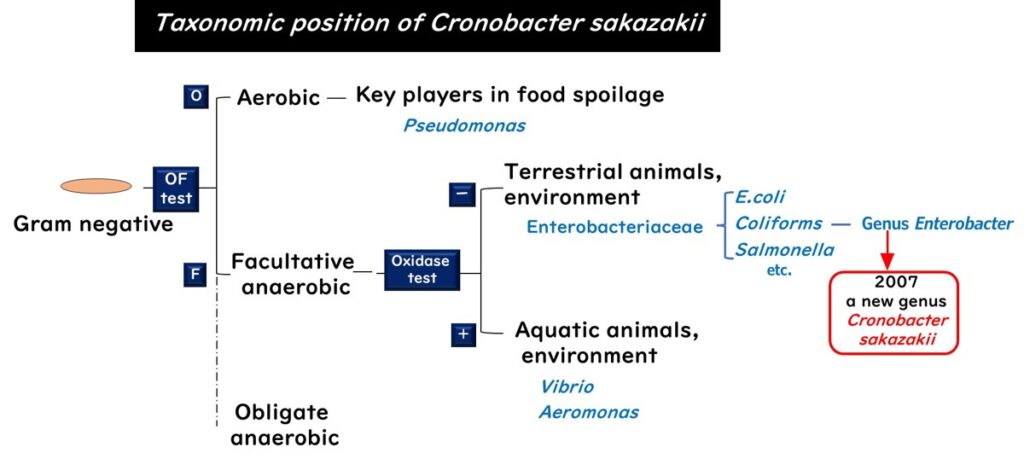Taxonomic position of C. sakazakii.
