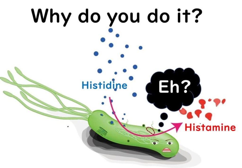 Why do bacteria make histamine? 