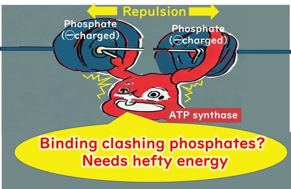 Illustration of ATP synthase binding phosphate groups with high-energy repulsion, emphasizing the energy required for phosphate bond formation