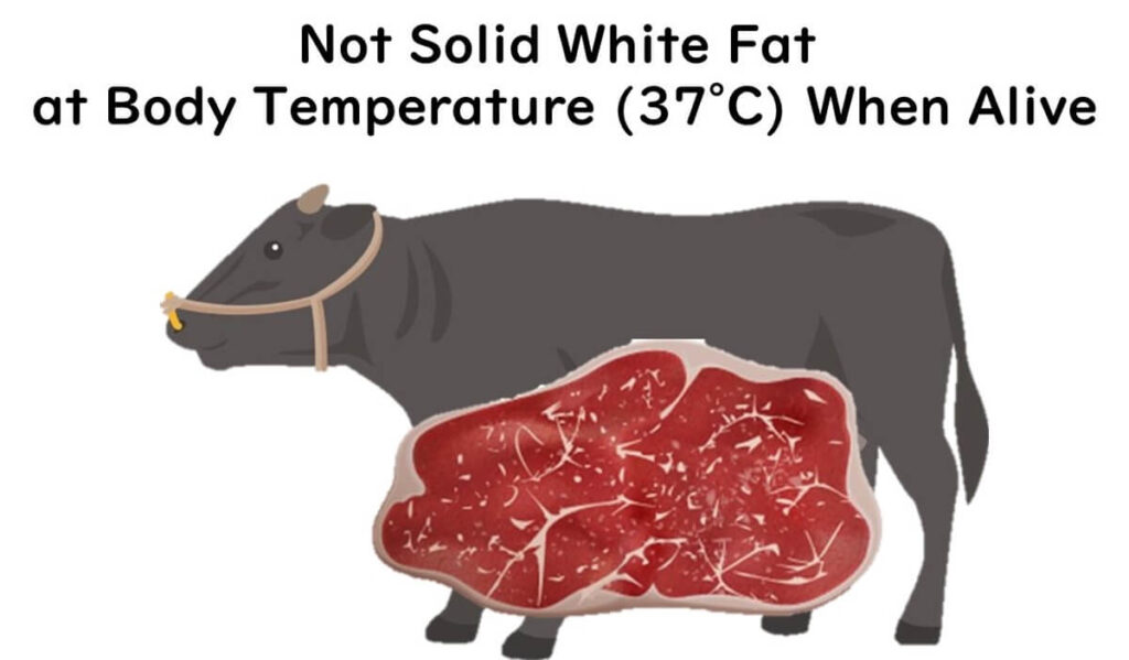 Beef fat turns white in the fridge