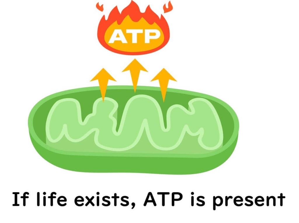 Illustration of chloroplasts generating ATP, depicting the relationship between life processes and the production of chemical energy in cellular organelles.