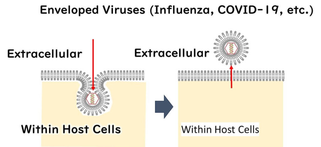 Enveloped viruses