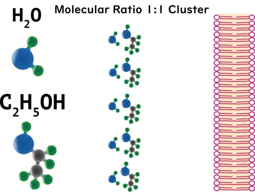 Ethanol, water, and cell membranes