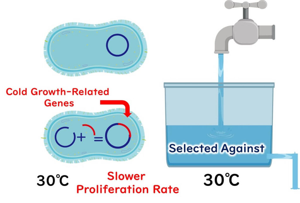 Genes for cold growth are disadvantageous in competition