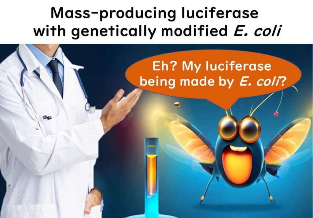 Mass production of luciferase using genetically modified E. coli, showcasing advances in biotechnology for enzyme synthesis.