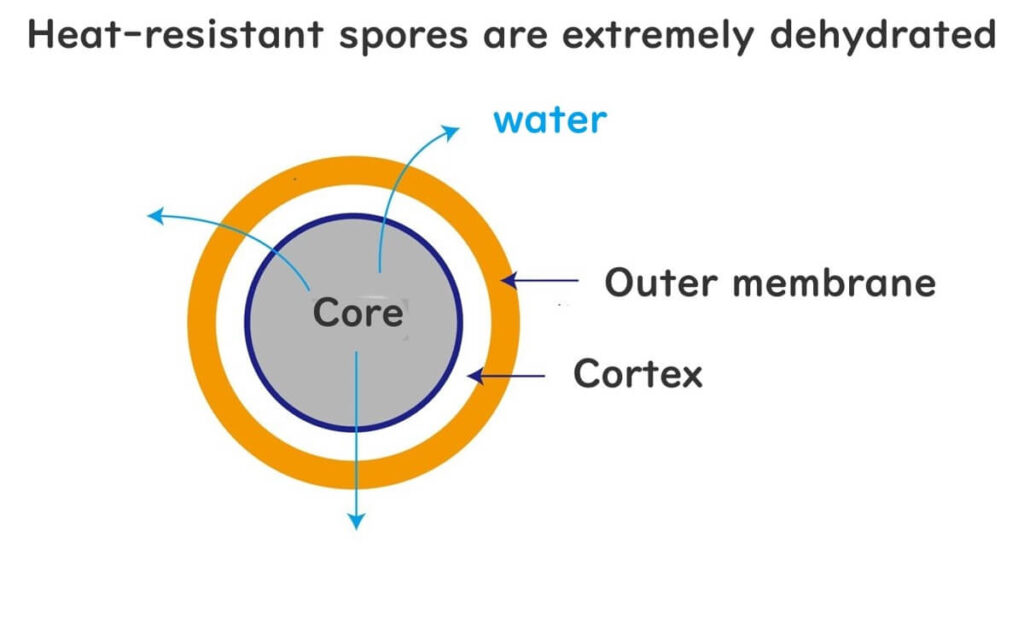 Heat-resistant spores.