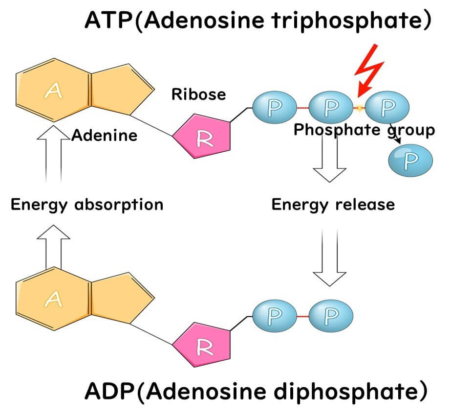 High-energy phosphate bonds.