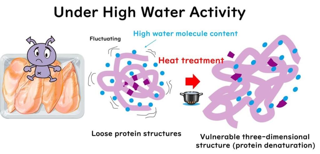 Diagram illustrating how high water activity leads to loose protein structures in microorganisms, making them vulnerable to heat treatment and resulting in protein denaturation, with an image of a cartoon microbe and raw chicken.