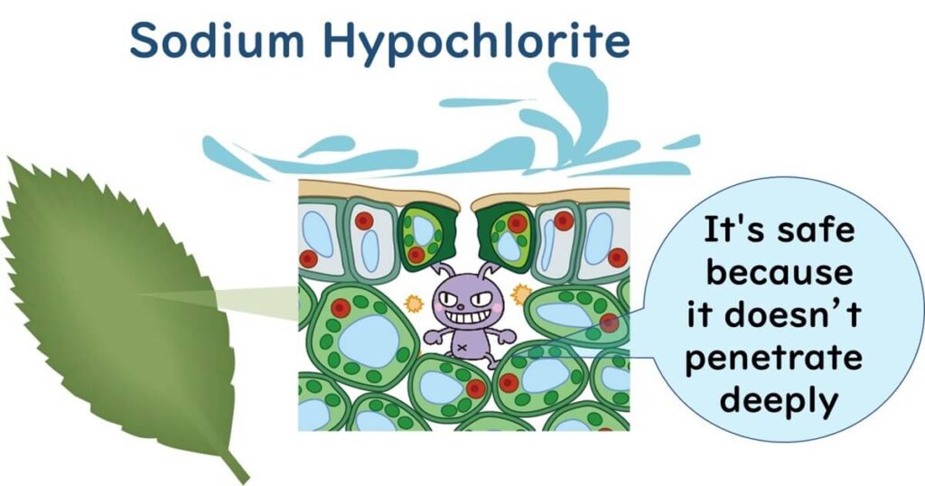 Hypochlorous acid is difficult to use for washing leaves