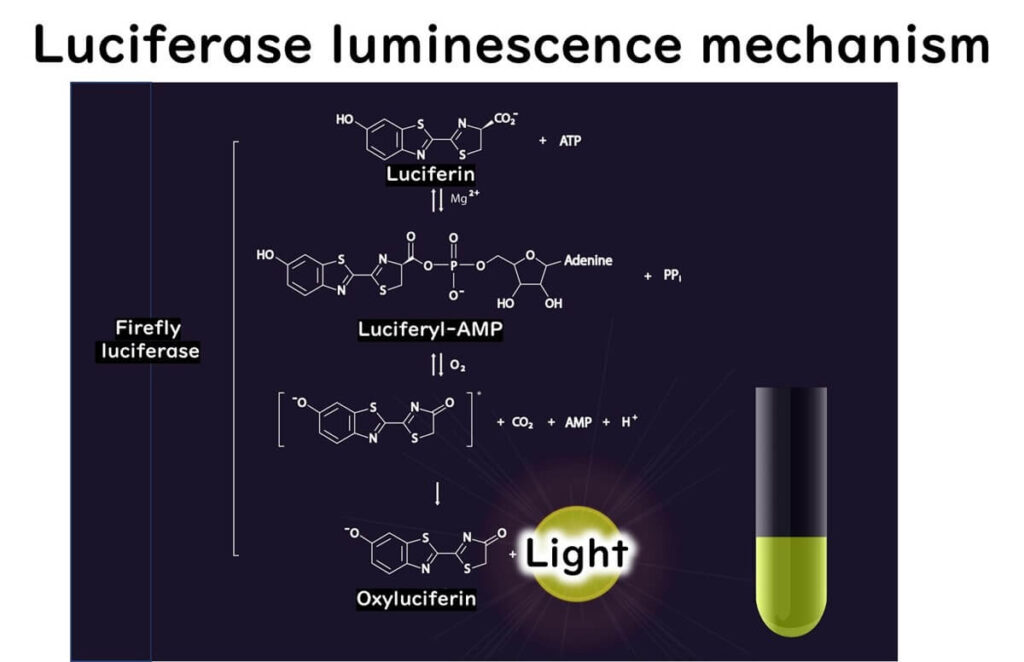 Firefly luciferase reaction mechanism, detailing the conversion of luciferin to oxyluciferin with ATP and light emission.