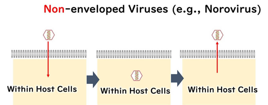 Non-enveloped viruses