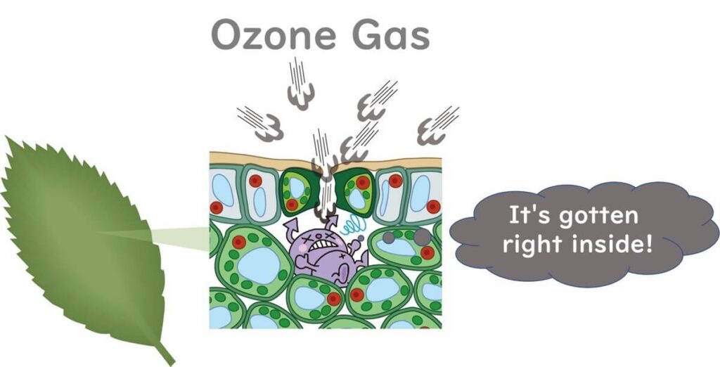 Ozone gas can sterilize inside leaves