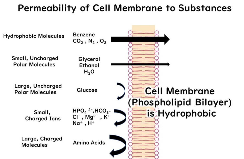 Permeability of substances through the cell membrane