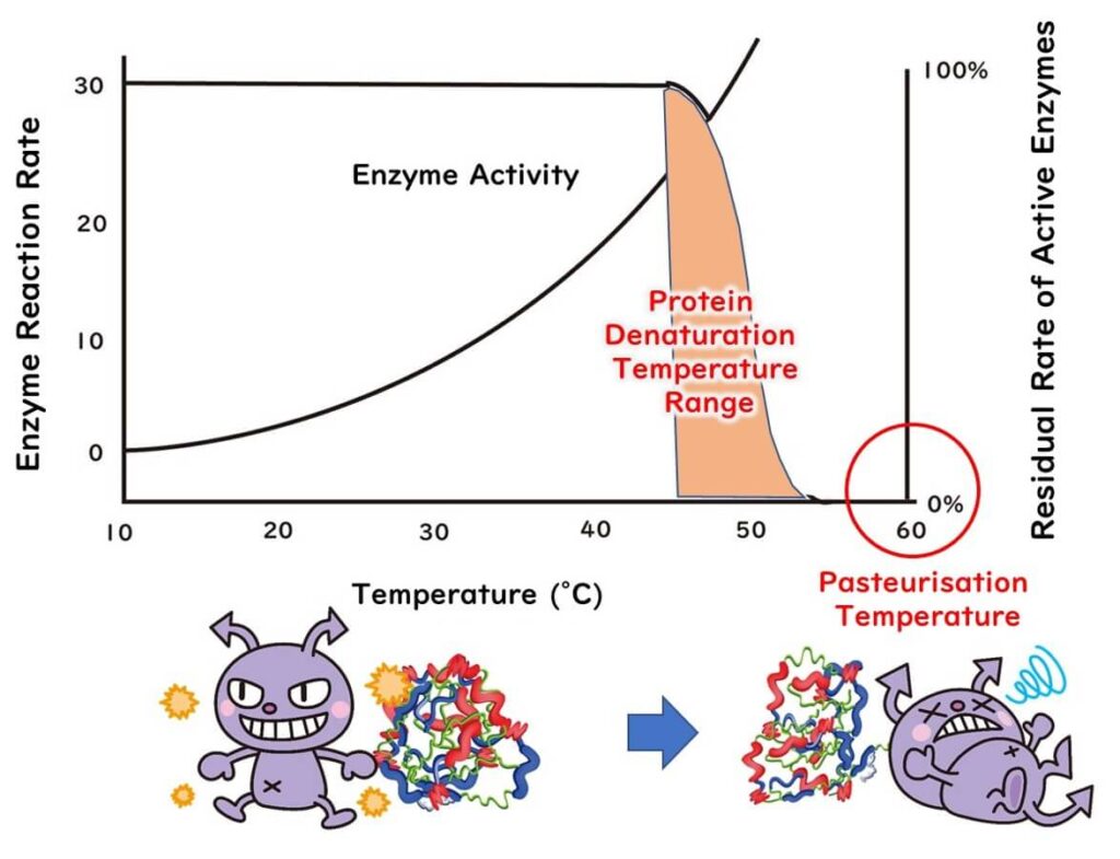 Protein denaturation temperature