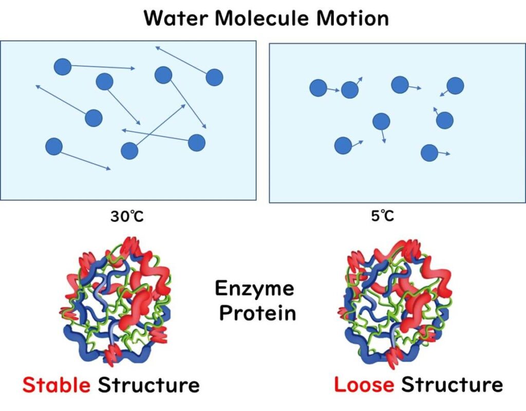 Protein structure in low temperature regions