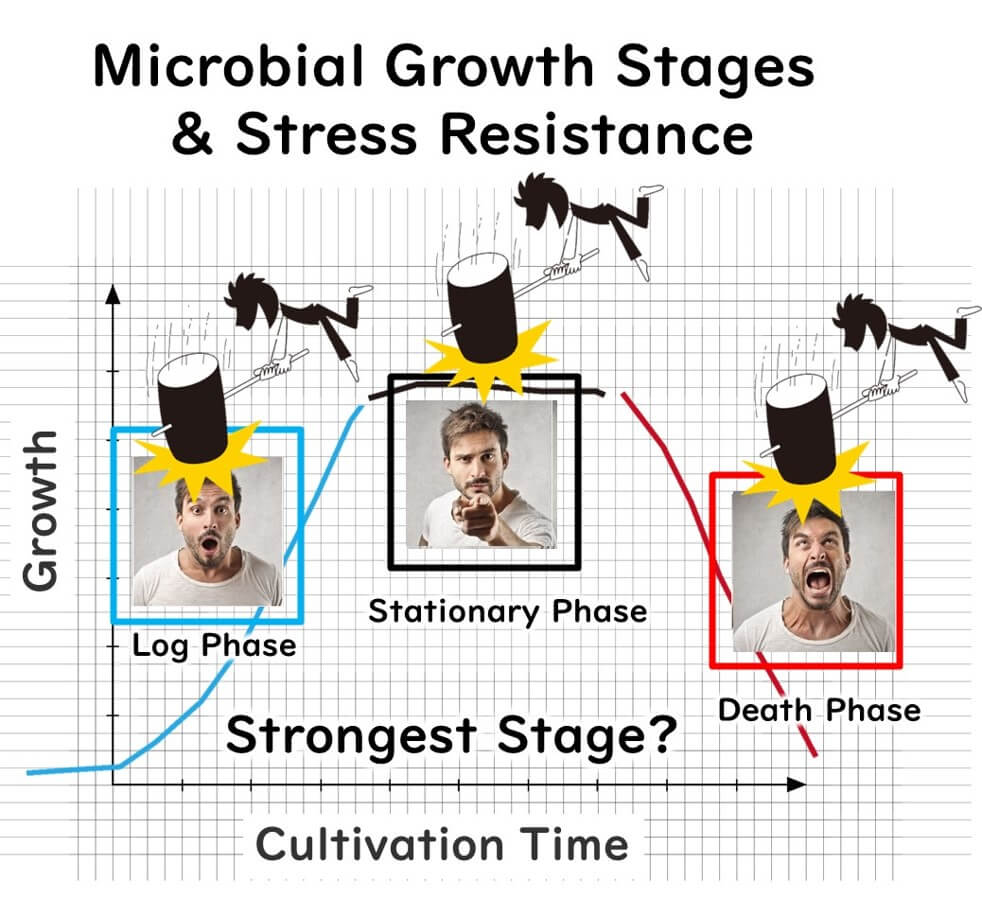 Stage of microbial growth 
