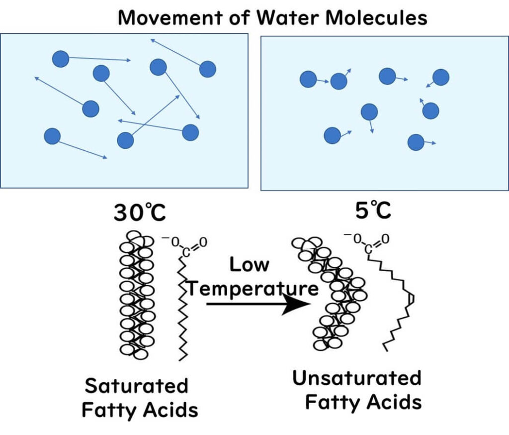 State of cell membrane in low temperature area 1