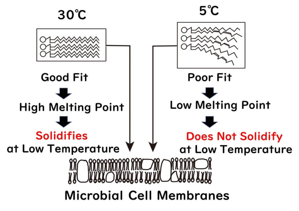 State of cell membrane in low temperature area 2