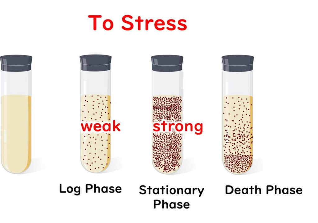 Stage of microbial growth