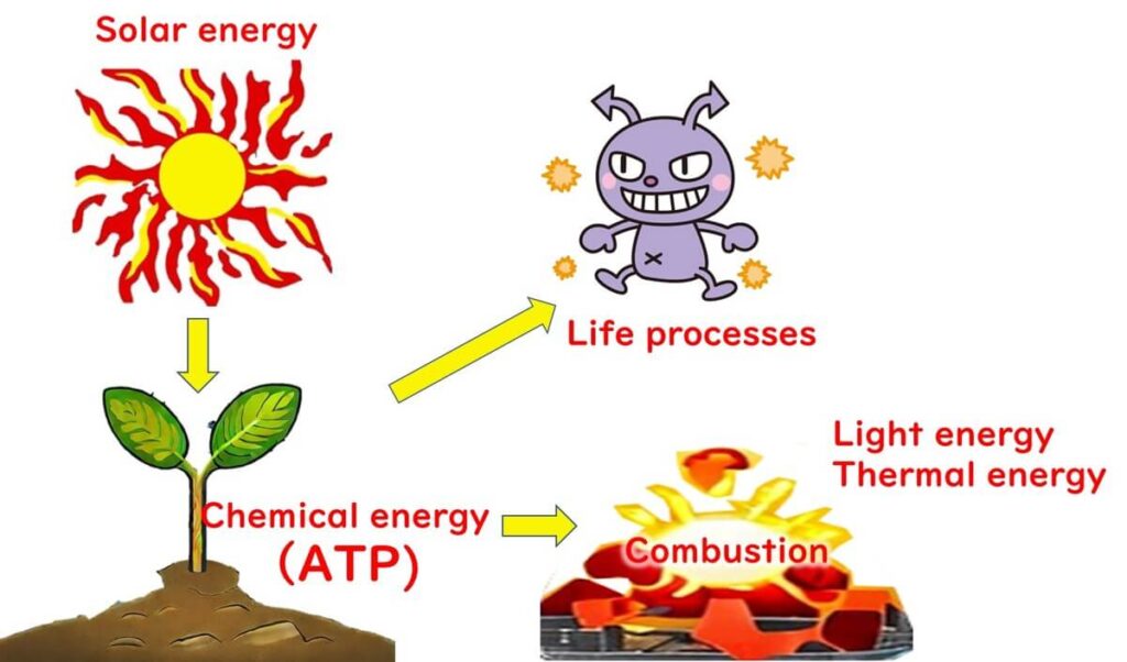 Diagram illustrating the utilization of solar energy through photosynthesis, showing the transformation from solar energy to chemical energy (ATP) in plants, followed by its use in life processes and release as thermal and light energy during combustion.