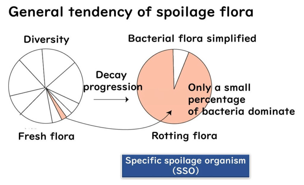 Progression of spoilage flora: Transition from diverse fresh bacterial flora to simplified rotting flora dominated by specific spoilage organisms (SSO).