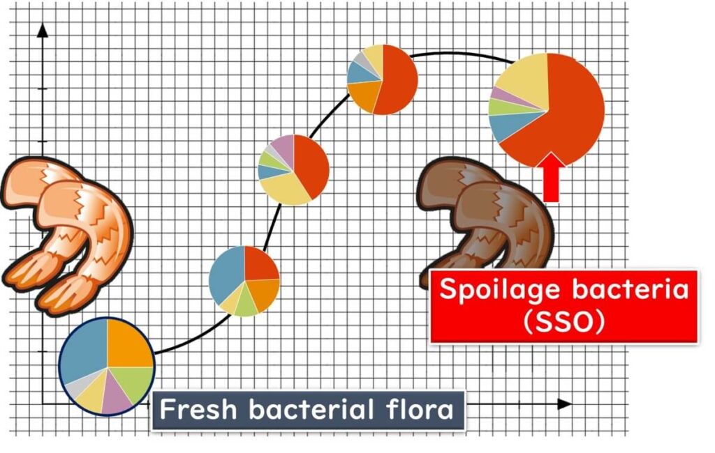 Microbial changes in shrimp: Transition from diverse fresh bacterial flora to spoilage bacteria (SSO) as decay progresses."