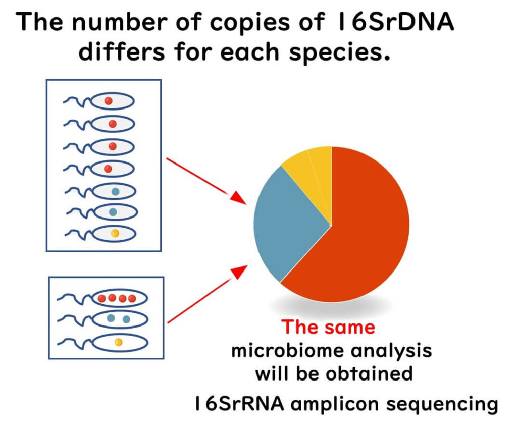 mpact of 16S rRNA gene copy number variation on microbiome analysis results: Illustration showing different bacterial species with varying 16S rRNA gene copies leading to similar microbiome composition outcomes in 16S rRNA amplicon sequencing."