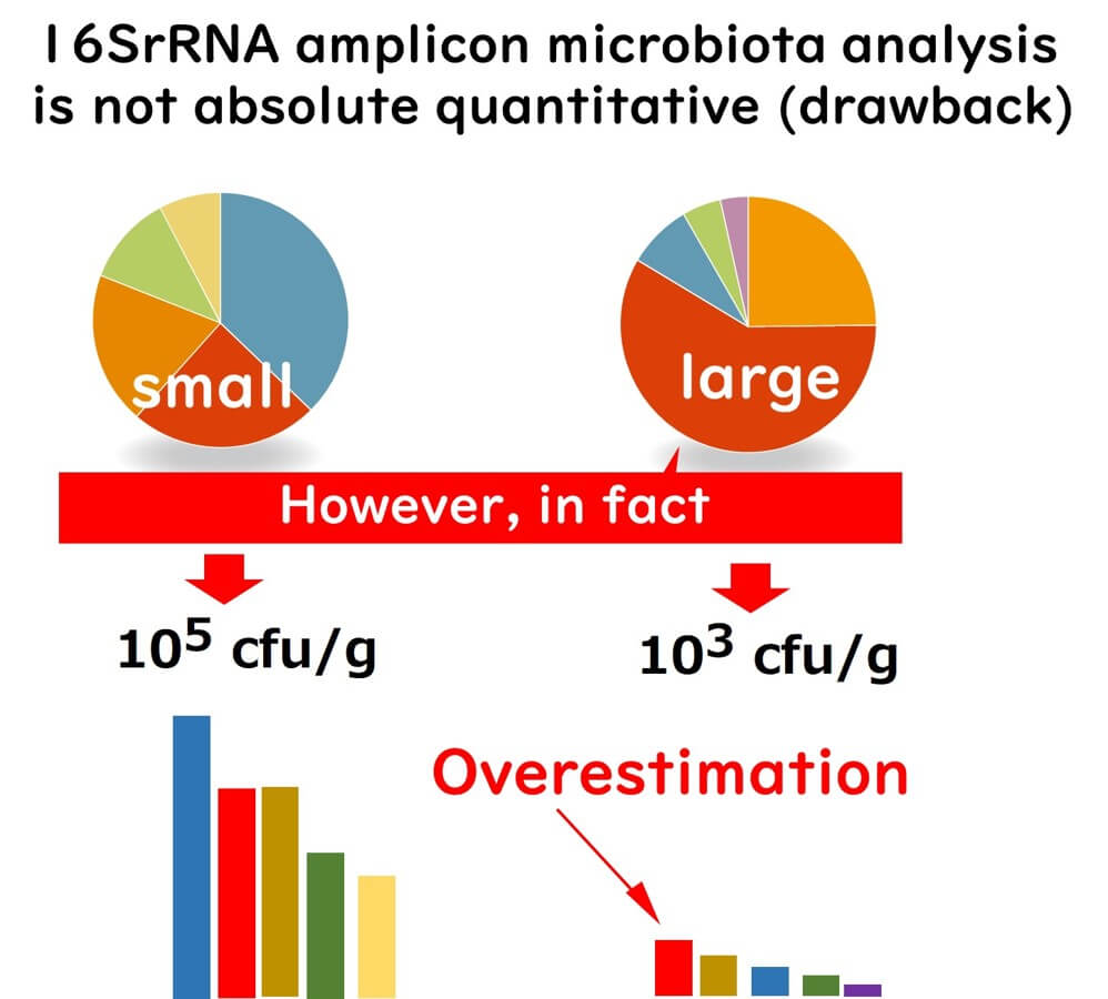 Limitations of 16S rRNA amplicon sequencing in absolute quantification: Illustration showing how microbial abundance can be overestimated, comparing different colony-forming units (CFU) per gram with sequencing results."