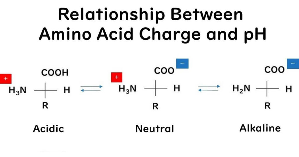 Amino acid dissociation formula