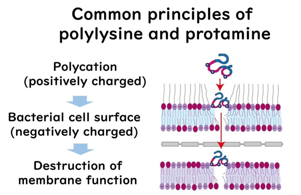 Antibacterial mechanism of polycations.