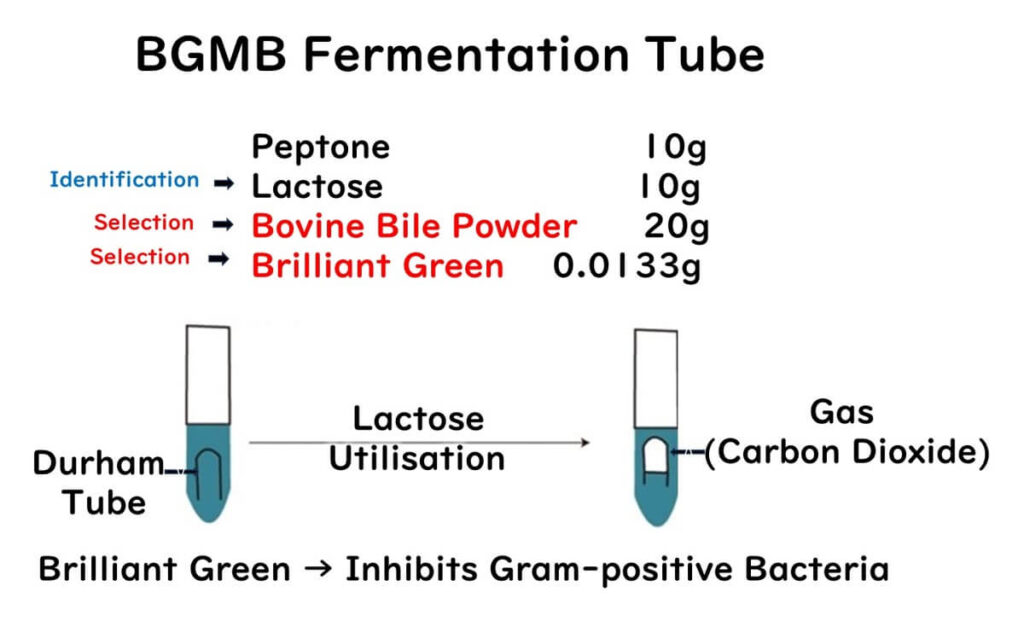 BGLB medium